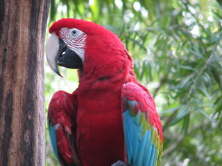Red Parrot Portrait