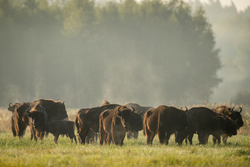 European bison - Bison bonasus in the Knyszyn Forest (Poland) © szczepank