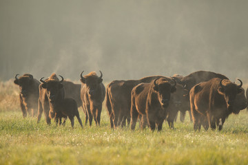 European bison - Bison bonasus in the Knyszyn Forest (Poland) © szczepank