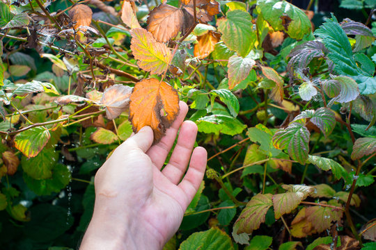 Varigated raspberry leaves infected by Bushy Drawf Virus