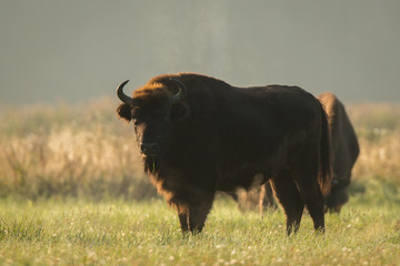 European bison - Bison bonasus in the Knyszyn Forest (Poland) © szczepank
