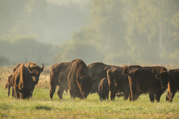 European bison - Bison bonasus in the Knyszyn Forest (Poland) © szczepank