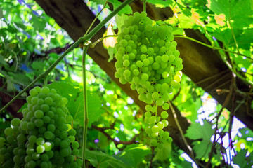 bunch of green ripe grapes in the vineyard. Kish Mish grape harvest of ripe organic fruit