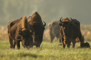 European bison - Bison bonasus in the Knyszyn Forest (Poland) © szczepank