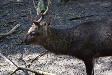 Junger Hirsch von der Seite
