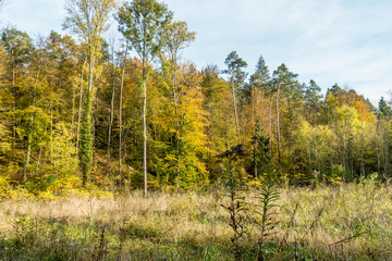Fototapeta premium Wiederaufforstung im Laubwald