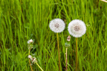 beautiful white dandelions