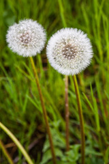 beautiful white dandelions