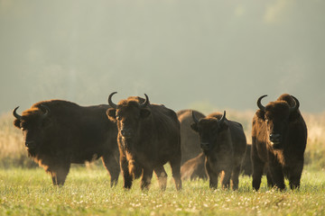 European bison - Bison bonasus in the Knyszyn Forest (Poland) © szczepank