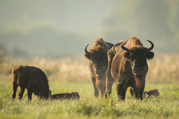 European bison - Bison bonasus in the Knyszyn Forest (Poland)