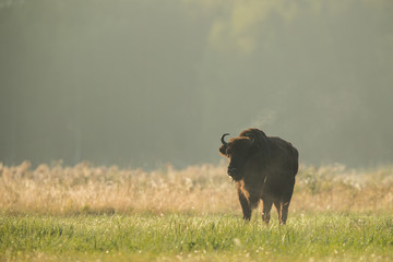 European bison - Bison bonasus in the Knyszyn Forest (Poland) © szczepank