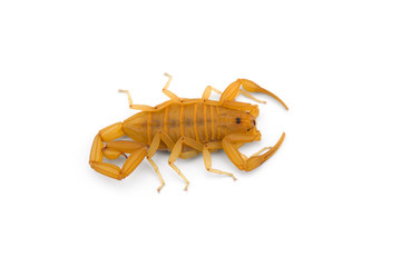 African venom Scorpion isolated on white background