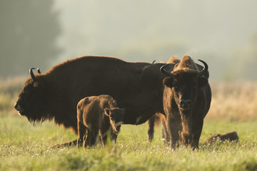 European bison - Bison bonasus in the Knyszyn Forest (Poland) © szczepank