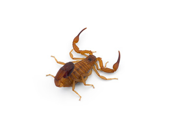 African venom Scorpion isolated on white background