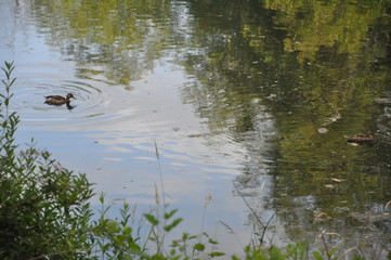 Duck on a Lake
