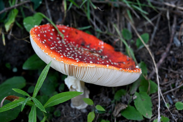 Fliegenpilz fly agaric Amanita Muscaria