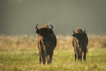 European bison - Bison bonasus in the Knyszyn Forest (Poland) © szczepank