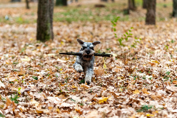 Young thoroughbred dog - miniature schnauzer - walks in the autumn park, active, funny