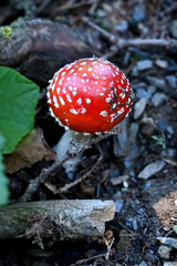 Fliegenpilz fly agaric Amanita Muscaria