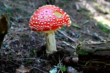Fliegenpilz fly agaric Amanita Muscaria