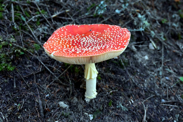 Fliegenpilz fly agaric Amanita Muscaria