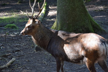 Junger Hirsch von der Seite