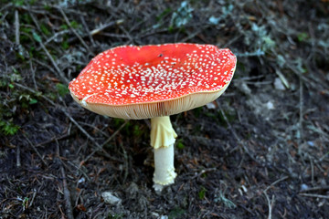 Fliegenpilz fly agaric Amanita Muscaria