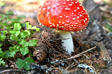 Fliegenpilz fly agaric Amanita Muscaria