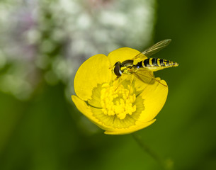 Macro of a hoverfly on a meadow buttercup (Ranunculus acris) with bokeh background 