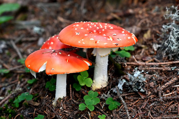 Fliegenpilz fly agaric Amanita Muscaria