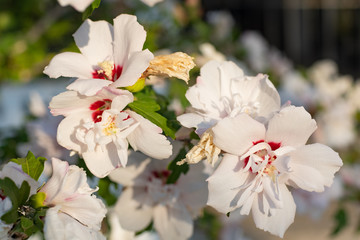 Close up picture of beautiful and colorful tropical flowers in the sunny day