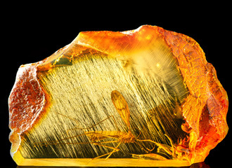 Amazing piece of Baltic amber containing part of an ancient fossilized dragonfly. Photo with reflection, isolated on black background.