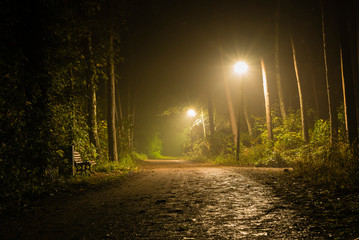 Foggy Walkway in Forest, foggy Forest at night, lanterns in a foggy Forest