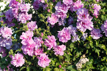 Close up picture of beautiful and colorful tropical flowers in the sunny day