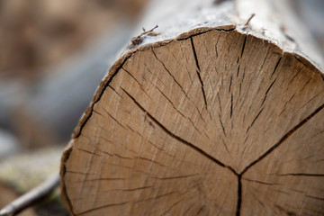 Cross section of the tree. Pile of firewood