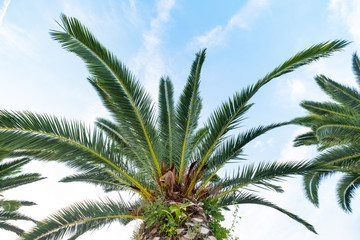 Fototapeta na wymiar Picture of palm tree in summer day