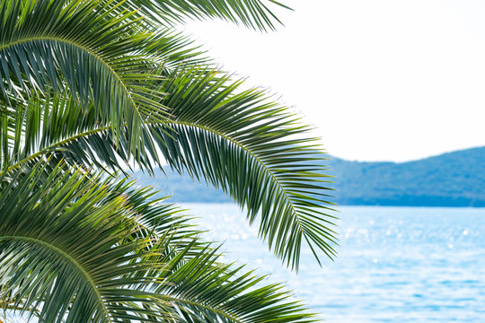 Picture of palm tree in summer day