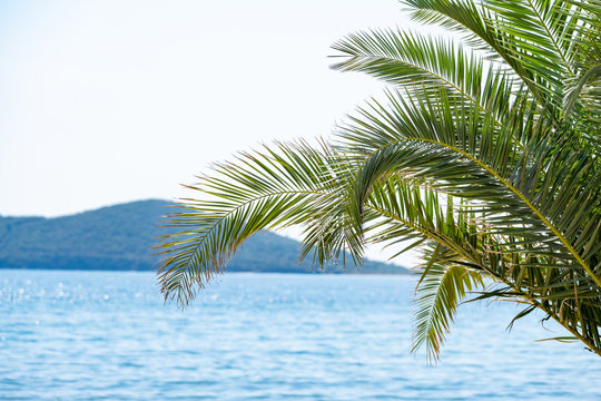 Picture of palm tree in summer day