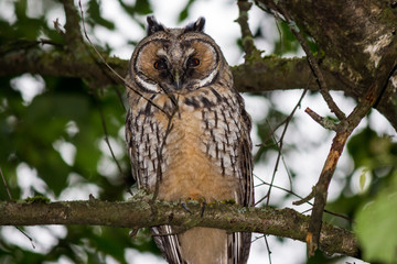 Young long-eared owl (Asio otus) in the forest on a tree. Kaluzhskiy region, Russia
