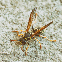 wasp sitting on the wall