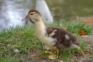 Fluffy duckling on the grass in Agia Varvara Park, in Drama, Greece.