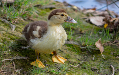 Fluffy duckling on the grass by the pond in Agia Varvara Park, in Drama, Greece.