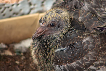 Closeup portrait of a young pigeon that has already grown feathers.