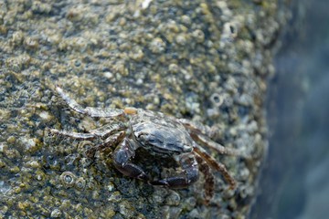 Close up of crab on the beach