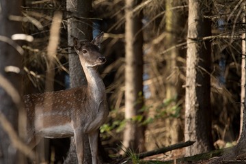 Fallow deer