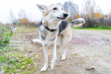 cute shepherd dog on a walk in the autumn forest on the road