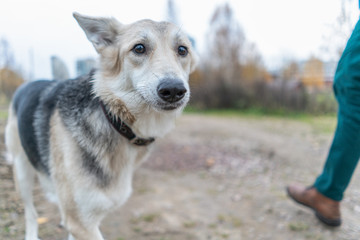 cute shepherd dog on a walk in the autumn forest on the road. portrait