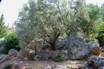 Olive tree