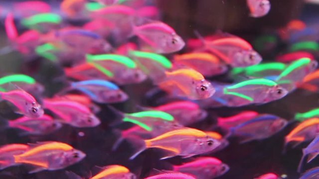 Beautiful Rainbowfish Swimming in Fish Tank