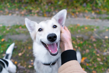Beautiful dog portrait smiling. dog is a man’s friend, a man stroking a joyful dog. The dog is smiling. with the owner's hand stroking joy